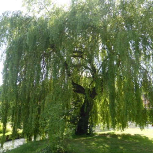 Willow Point - stock - - neighborhood guide