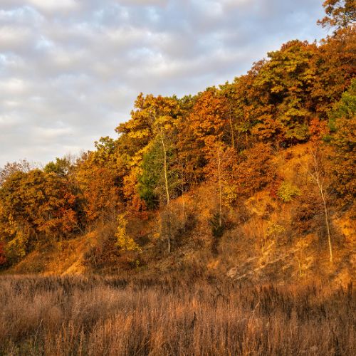 South Vestal - stock - neighborhood guide